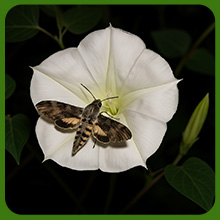 Ipomoea Alba Moonflower Attracts Pollinators