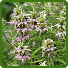 Fragrant Monarda Punctata Spotted Beebalm