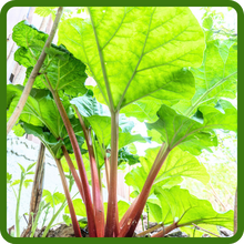 High Yield Rhubarb Plants