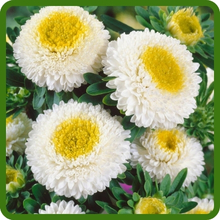 Pompon Blooms of Callistephus Tall Pompon Aster