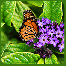 Butterfly on Heliotrop Purple Flowers