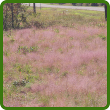 Landcape of Love Ornamental Grasses