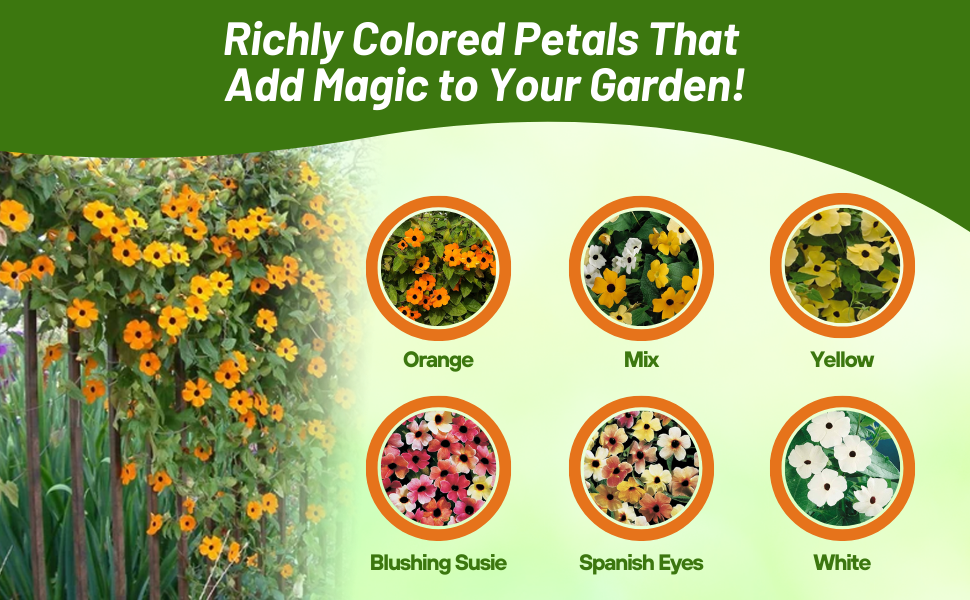 Varieties of Thunbergia Black-eyed Susan Vine Flower Seeds