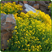 Rock Garden Perennial Landscaping