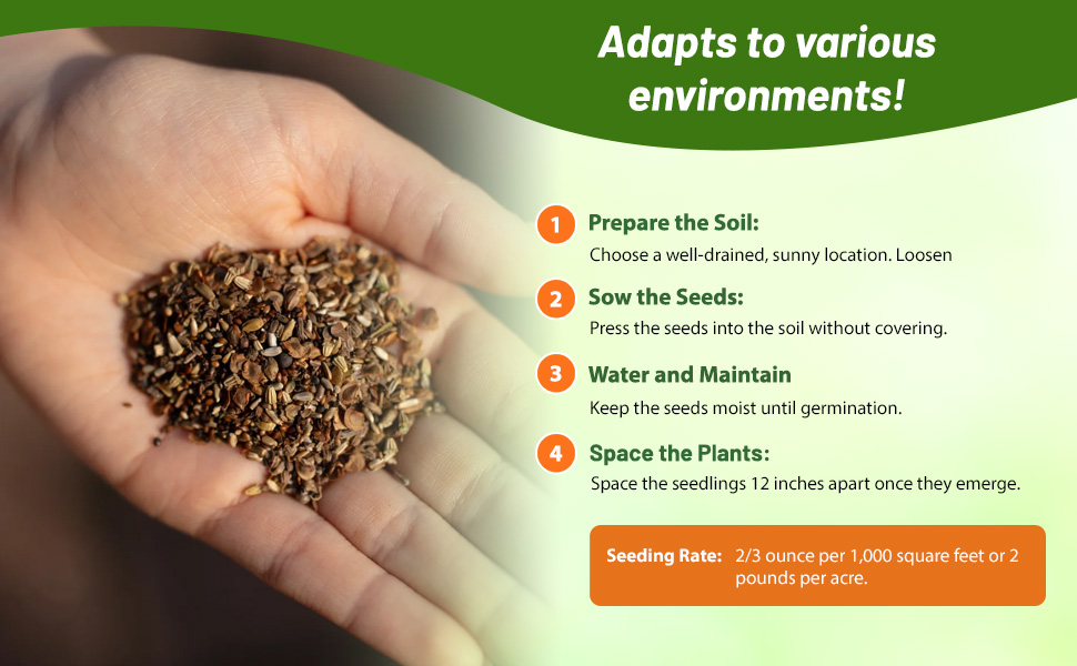 Papaver Rhoeas Shirley Poppy Flower Seeds in Hand