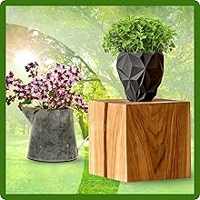 Oregano Ornamental Container Plants