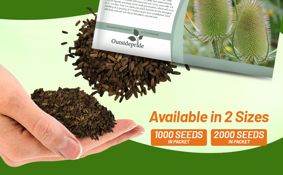 Teasel Herb