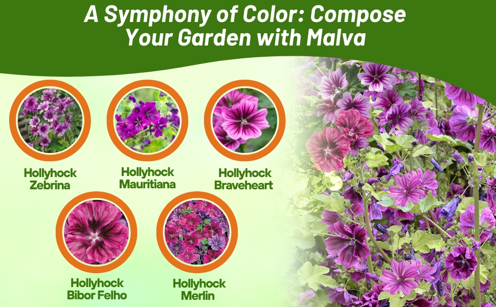 Varieties of French Hollyhock Garden Flowers
