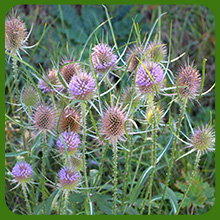 Teasel in Wild Habitat