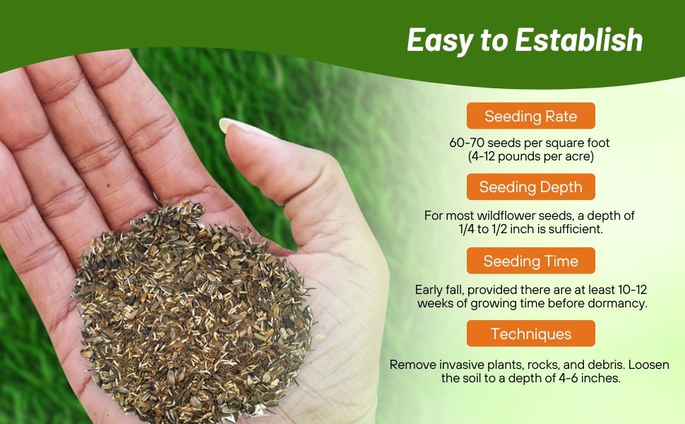 Planting Directions For Yellow Wildflower Seeds