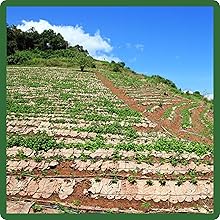 Basil Thai Grows in USDA Zones 4 - 9
