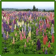 Drought Tolerant Lupine Wildflowers