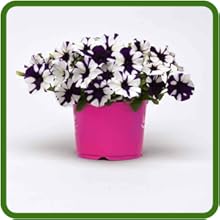 Container Plant of Shock Wave Petunia Flowers