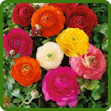 Ranunculus Cut Flowers