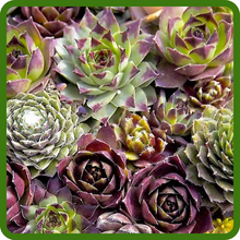 Diverse Mix of Sempervivum Varieties