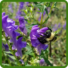 Pollinator Friendly Skullcap With Bee on Flower