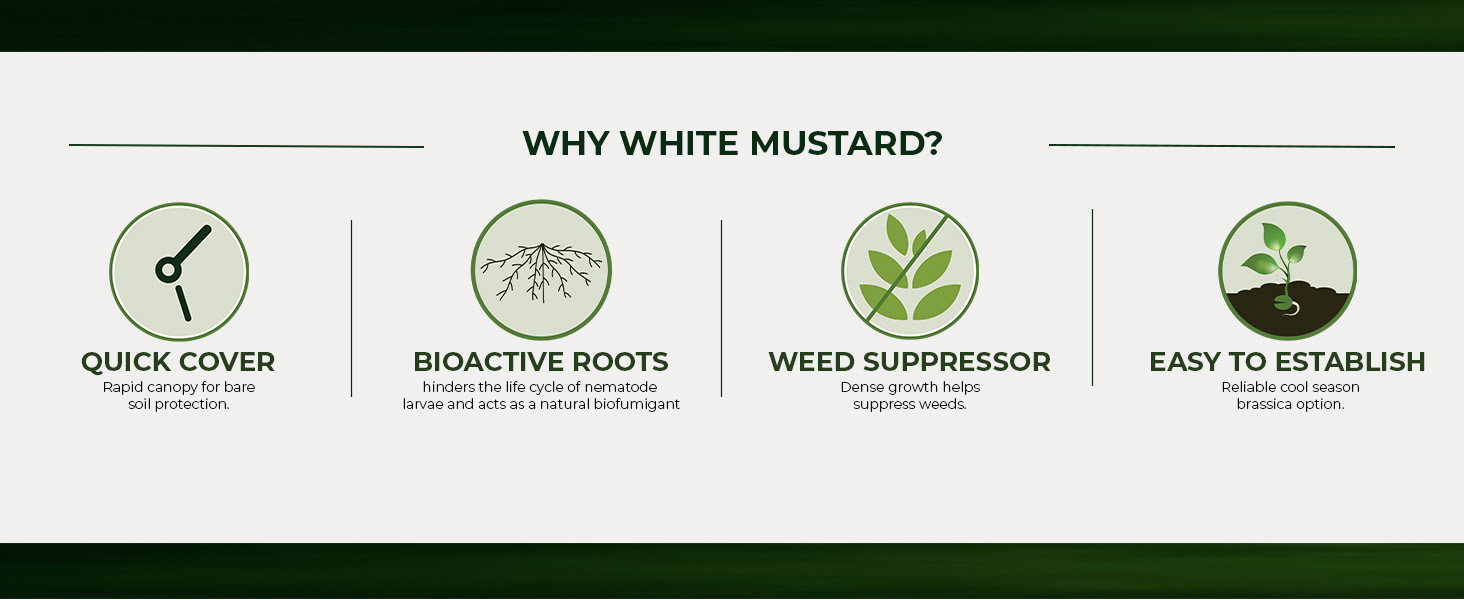 White Mustard Cover Crop