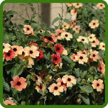 Multi-Colored Blooms of Thunbergia Black-eyed Susan Vine