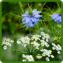 Cumin Flowers