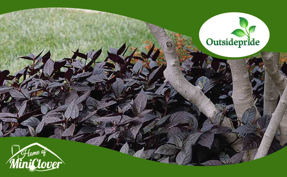 Alternanthera Purple Knight Foliage Plant