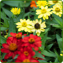 Low Water and Maintenance of Zinnia Zahara Flower Seed Mix
