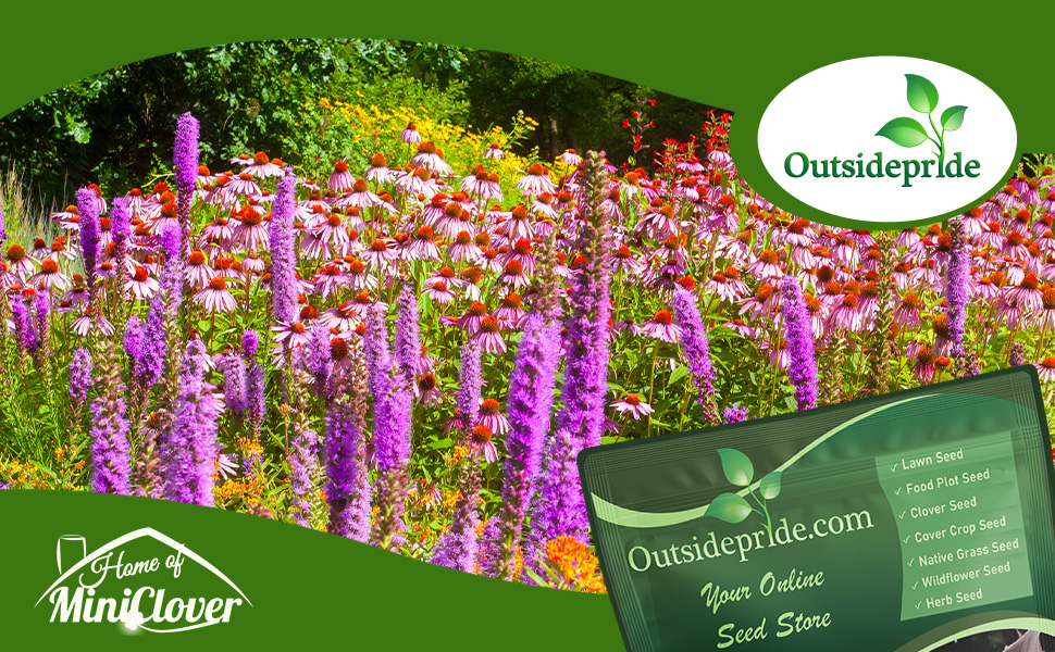 Liatris Gayfeather Wildflower Garden Planted From Flower Seeds