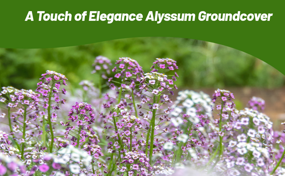 Alyssum Flowering Ground Cover Planted From Seeds