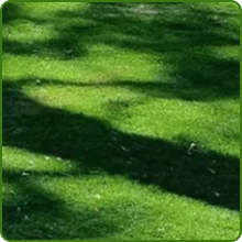 Birds & Butterfly Full Sun to Partial Shade