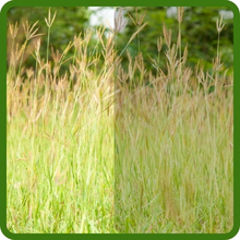 Full Sun Southeast Native Prairie Grass