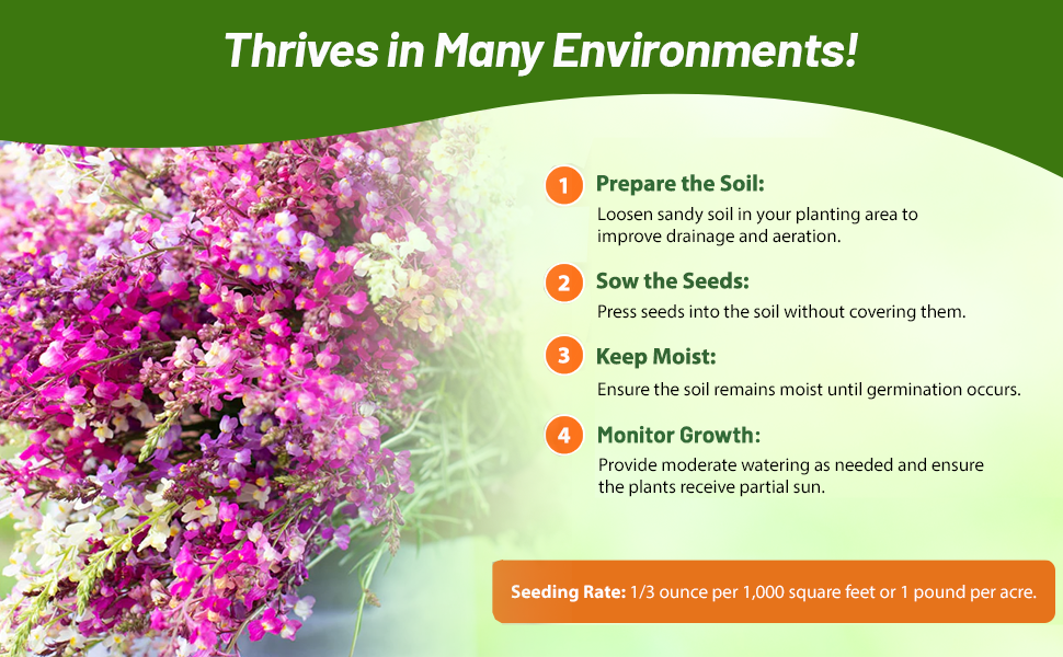 Toadflax Cut Flowers