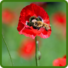 Pollinating Bee on Red Poppy Blooms