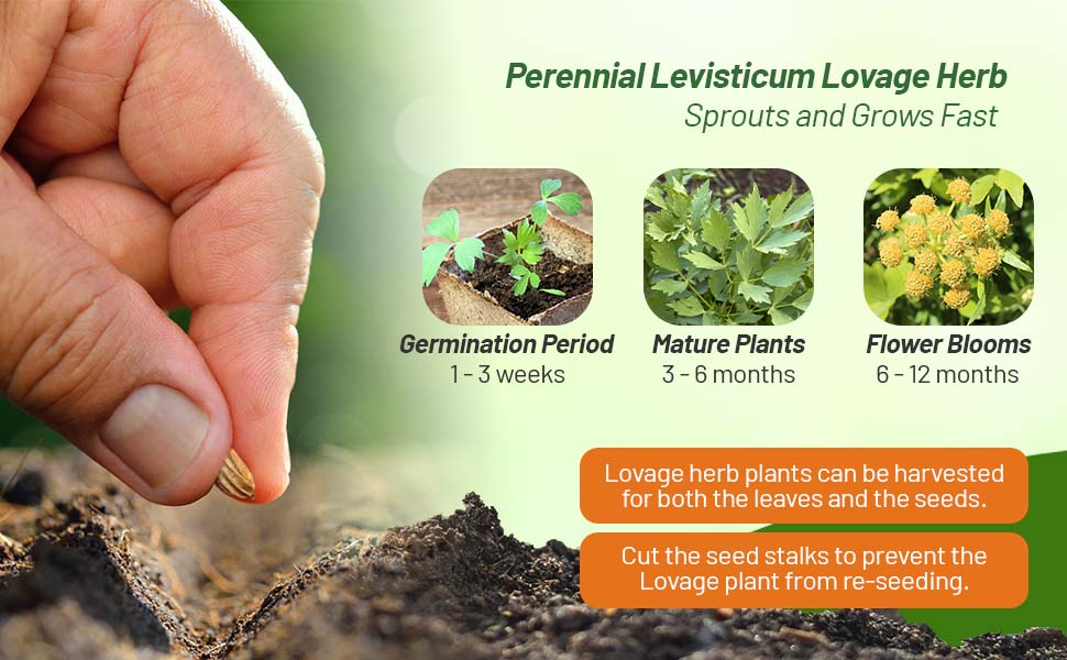 Planting Directions For Lovage Herb Seeds