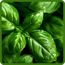 Glossy Green Leaves of Basil
