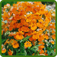 Vibrant Orange Flowers of Nemesia
