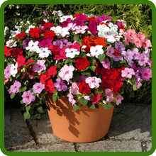 Baby Impatiens Container Plant