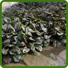 Purple Foliage of Ajuga Ground Cover