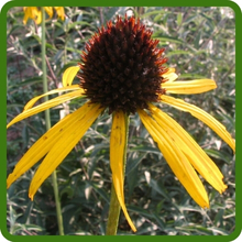 Echinacea paradoxa Yellow Coneflower Yellow Petals