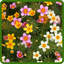 Colorful, Star-Shaped Blooms of Leptosiphon Ground Cover