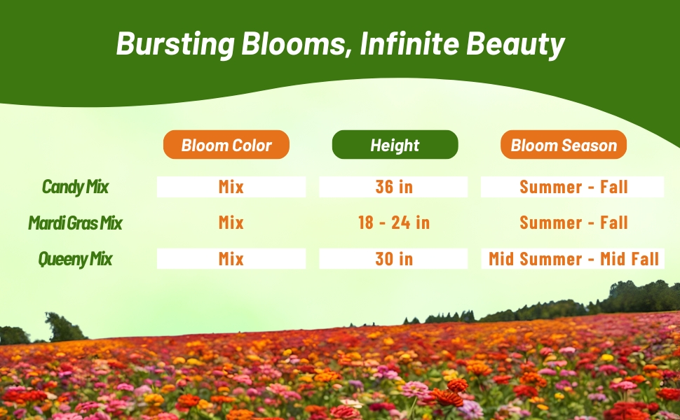 Bloom Season, Color, & Height Chart For Zinnia Elegans Double Ball Flowers