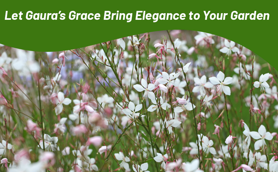 Gaura Flower Meadow