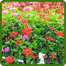 Easy to Grow Ivy Leaf Geranium Flowers