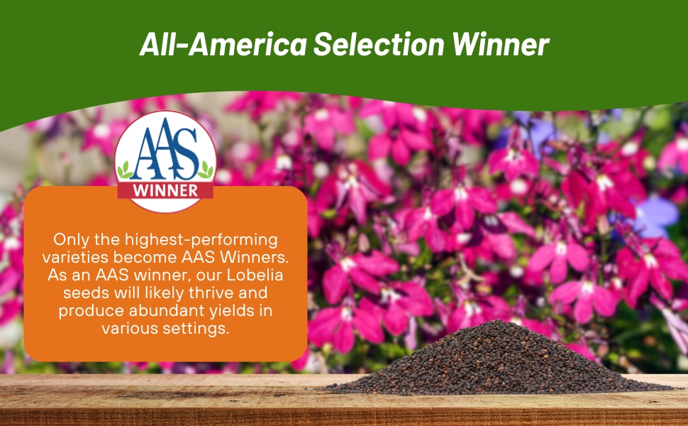 All American Selection Winner Lobelia Rosamond