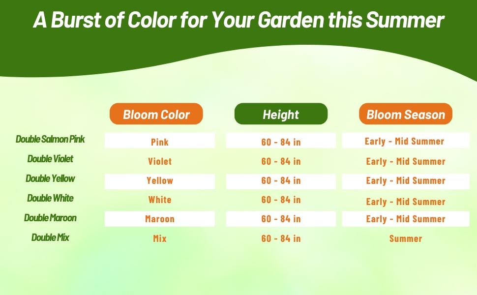 Bloom Season, Color, &amp; Height Chart of Double Flowering Hollyhock