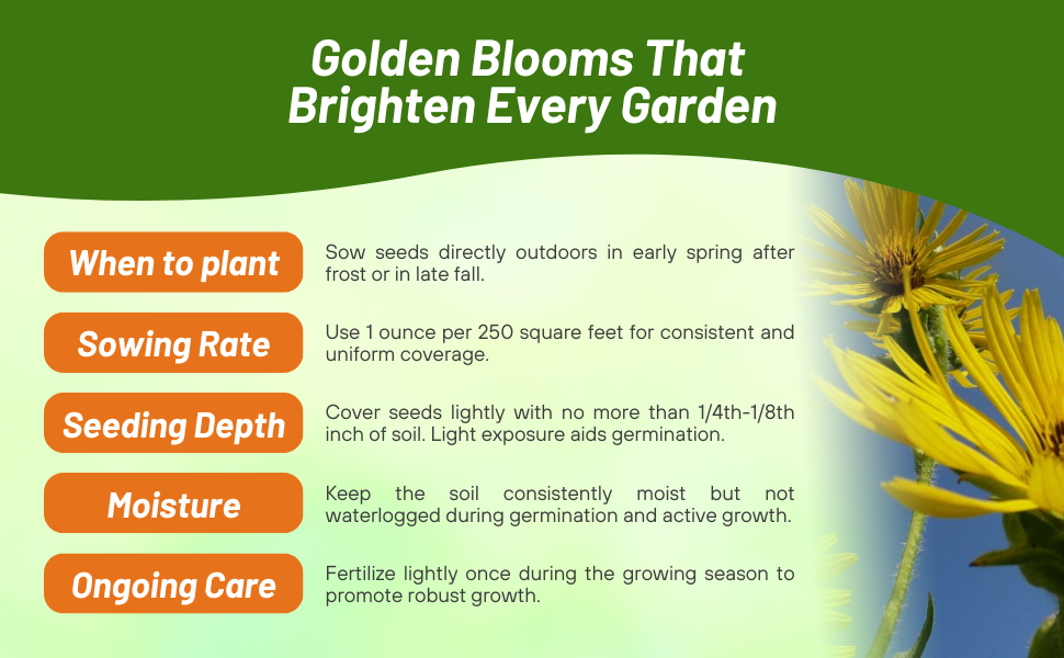Planting Directions & Care For Silphium Cup Plant