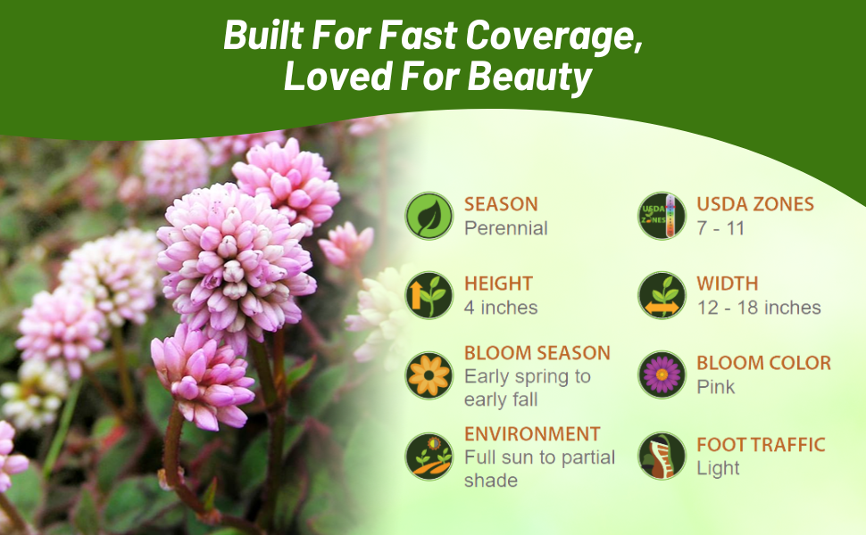 Perennial Polygonum Pinkhead Smartweed Ground Cover Plants