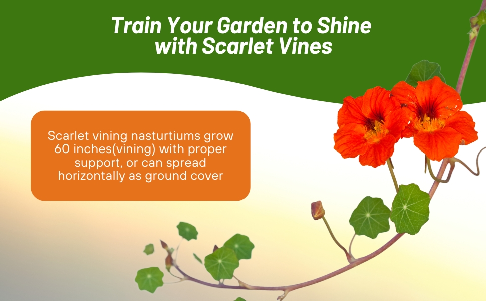 Scarlet Vining Nasturtium Plants