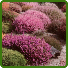 Self-Spreading Growth of Heather