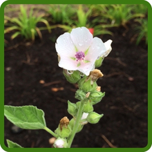 Easy To Grow Althaea Officinalis Marsh Mallow Plants From Seeds