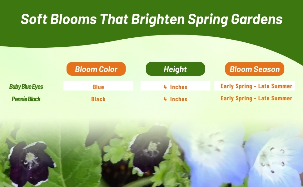 Bloom Color, Height, and Season Chart for Nemophila Flowers