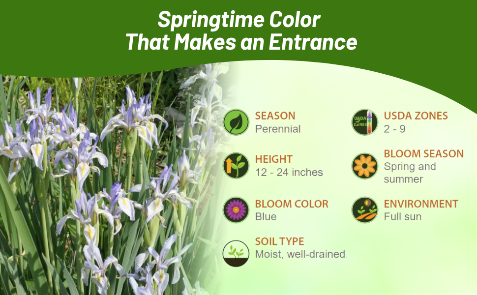 Perennial Iris Blooms Spring & Summer Full Sun